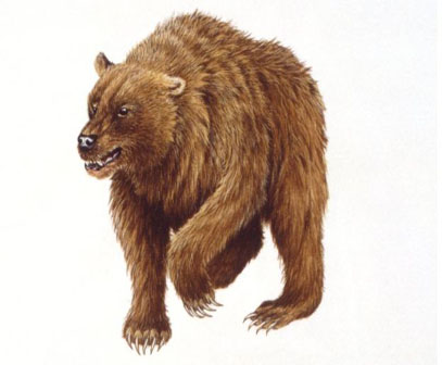 Extinction: Humans played big role in demise of the cave bear